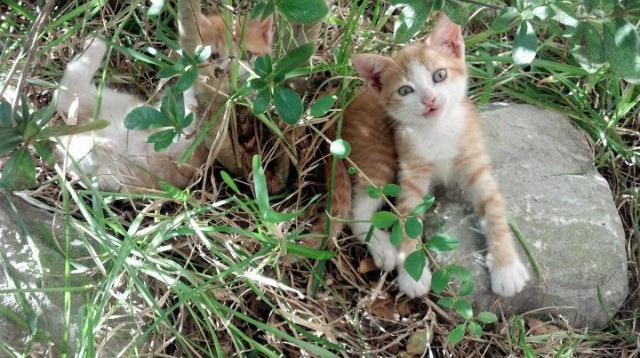 从佛罗伦萨到关键战场，李刚仁如何用不手软哲学征服韩国足球