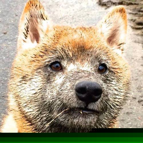 新疆队险胜掘金，武切维奇关键战不手软