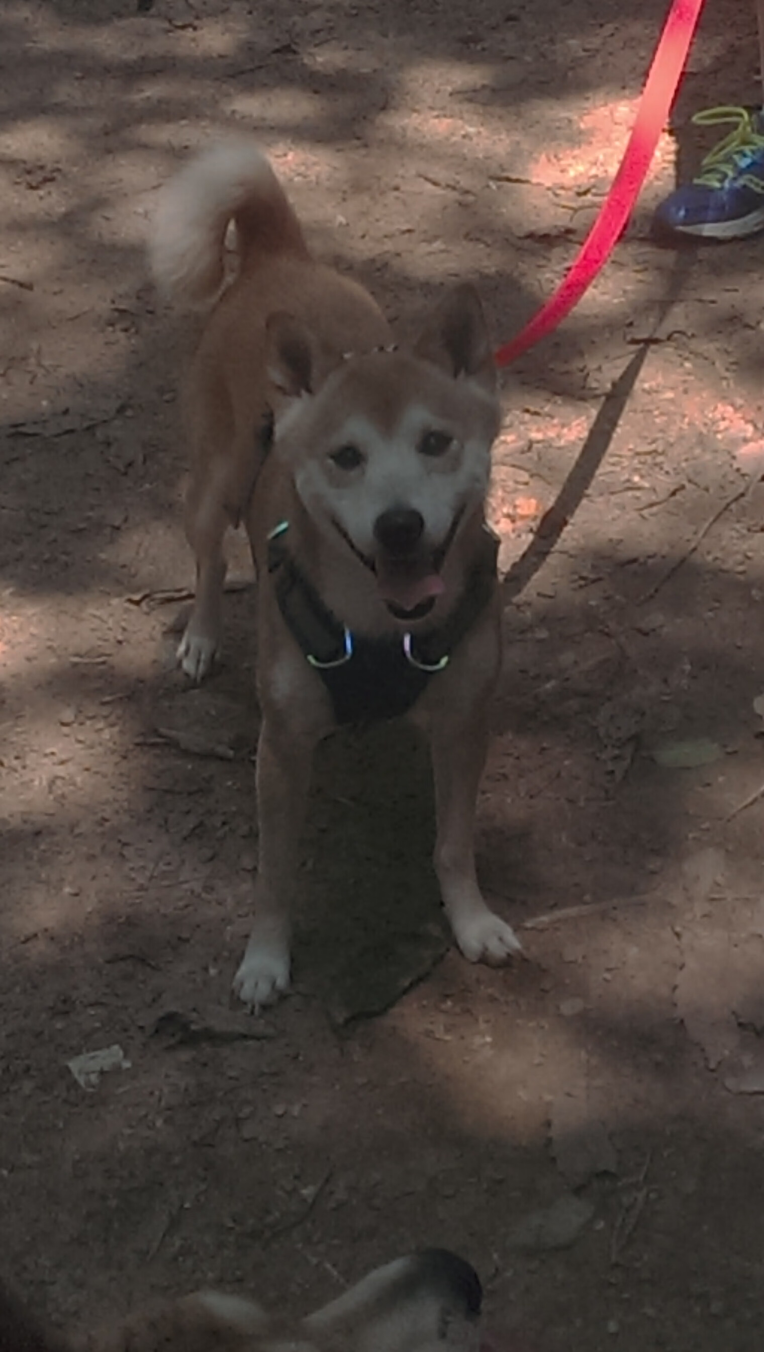 猛龙踏平篮网,F1新赛季揭幕战点燃双线焦点