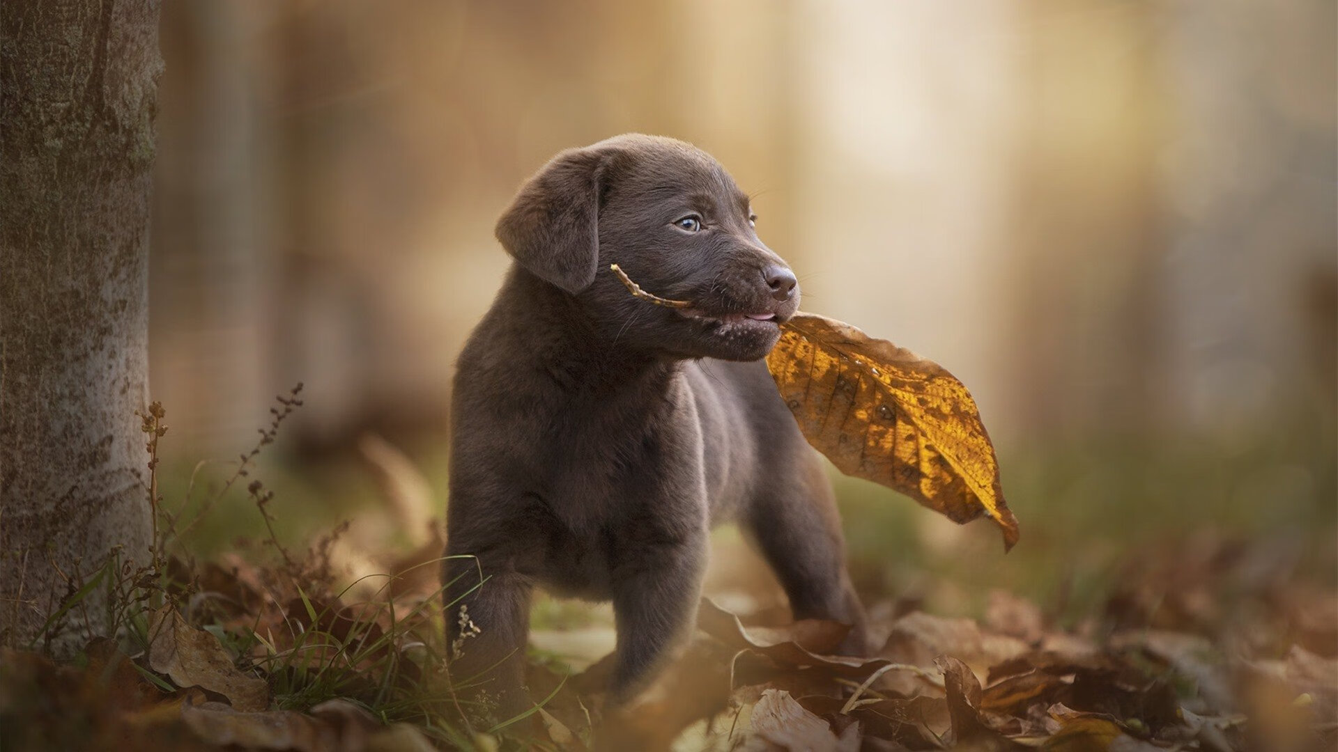 从安第斯山脉到永恒之城,厄瓜多尔淘汰赛奇迹与卢卡库的攻防艺术